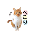 茶トラ猫つめあわせ（個別スタンプ：4）