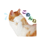 茶トラ猫つめあわせ（個別スタンプ：11）