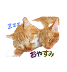 茶トラ猫つめあわせ（個別スタンプ：13）