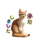 茶トラ猫つめあわせ（個別スタンプ：14）