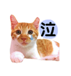 茶トラ猫つめあわせ（個別スタンプ：16）