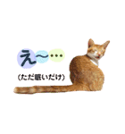 茶トラ猫つめあわせ（個別スタンプ：18）