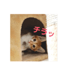 茶トラ猫つめあわせ（個別スタンプ：20）