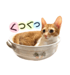 茶トラ猫つめあわせ（個別スタンプ：21）