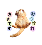 茶トラ猫つめあわせ（個別スタンプ：23）