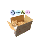 茶トラ猫つめあわせ（個別スタンプ：33）