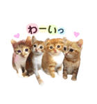 茶トラ猫つめあわせ（個別スタンプ：34）