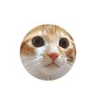 茶トラ猫つめあわせ（個別スタンプ：38）