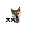 柴犬 鈴（個別スタンプ：2）