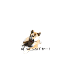 柴犬 鈴（個別スタンプ：5）