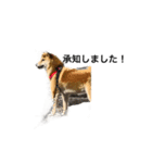 柴犬 鈴（個別スタンプ：6）