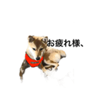 柴犬 鈴（個別スタンプ：7）