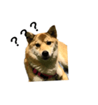 柴犬 鈴（個別スタンプ：8）