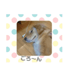 ゴールデンわんこ（個別スタンプ：13）