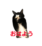 ハチワレ猫そらちゃん（個別スタンプ：1）