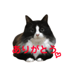 ハチワレ猫そらちゃん（個別スタンプ：4）