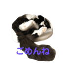 ハチワレ猫そらちゃん（個別スタンプ：5）