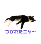 ハチワレ猫そらちゃん（個別スタンプ：8）