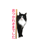 ハチワレ猫そらちゃん（個別スタンプ：9）