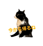 ハチワレ猫そらちゃん（個別スタンプ：11）