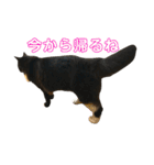 ハチワレ猫そらちゃん（個別スタンプ：12）