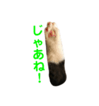 ハチワレ猫そらちゃん（個別スタンプ：13）