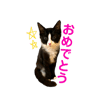 ハチワレ猫そらちゃん（個別スタンプ：15）