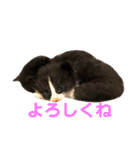 ハチワレ猫そらちゃん（個別スタンプ：16）