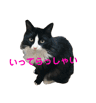ハチワレ猫そらちゃん（個別スタンプ：19）