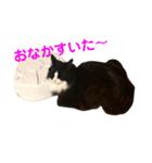 ハチワレ猫そらちゃん（個別スタンプ：26）