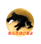 ハチワレ猫そらちゃん（個別スタンプ：27）