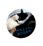ハチワレ猫そらちゃん（個別スタンプ：28）