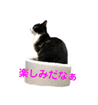 ハチワレ猫そらちゃん（個別スタンプ：29）