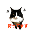 ハチワレ猫そらちゃん（個別スタンプ：31）