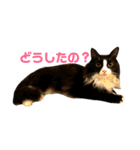ハチワレ猫そらちゃん（個別スタンプ：35）
