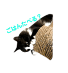 ハチワレ猫そらちゃん（個別スタンプ：36）