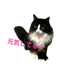 ハチワレ猫そらちゃん（個別スタンプ：38）