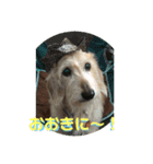 ワイヤーダックスQooちゃん3（個別スタンプ：1）