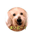 ワイヤーダックスQooちゃん3（個別スタンプ：8）