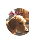 ワイヤーダックスQooちゃん3（個別スタンプ：12）