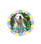 ワイヤーダックスQooちゃん3（個別スタンプ：14）