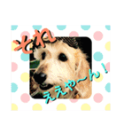 ワイヤーダックスQooちゃん3（個別スタンプ：15）