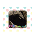 我が家の愛犬★アンディくん♂（個別スタンプ：3）