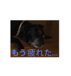 我が家の愛犬★アンディくん♂（個別スタンプ：5）