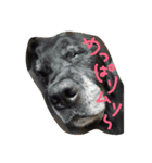 我が家の愛犬★アンディくん♂（個別スタンプ：8）