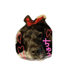 我が家の愛犬★アンディくん♂（個別スタンプ：12）