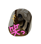我が家の愛犬★アンディくん♂（個別スタンプ：13）