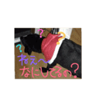 我が家の愛犬★アンディくん♂（個別スタンプ：14）