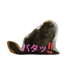 我が家の愛犬★アンディくん♂（個別スタンプ：16）