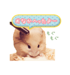 きなこさんのゆるかまちょ（個別スタンプ：1）